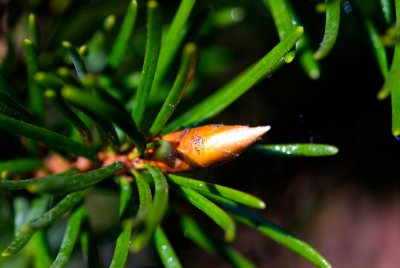 Pseudotsuga glauca 'Blue Wonder' - douglaska sivá - pupen